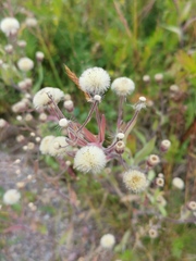 Erigeron acris