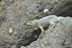 Cyclura nubila
