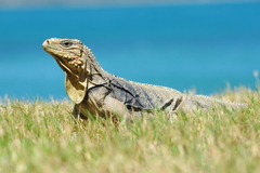 Cyclura nubila