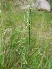 Poaceae