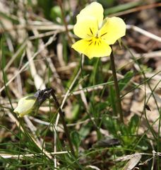 Viola calcarata