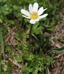 Anemonoides baldensis