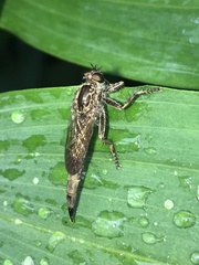 Machimus snowii