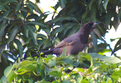 Cyanocorax cyanomelas