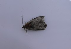 Olethreutes inornatana