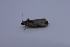 Olethreutes inornatana