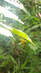 Acanthischium maculatum