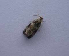 Olethreutes permundana