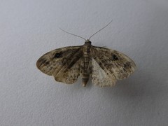 Melanomma auricinctaria