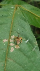 Agriocoris flavipes