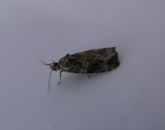 Olethreutes permundana