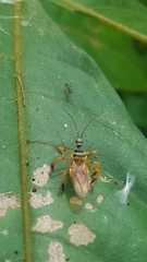 Agriocoris flavipes