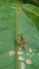 Agriocoris flavipes