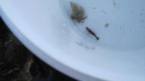 Pagurus cuanensis