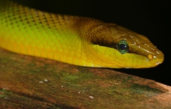 Red-Tailed Racer photo 2