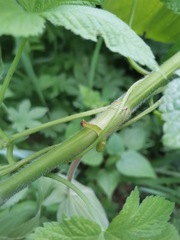 Persicaria orientalis