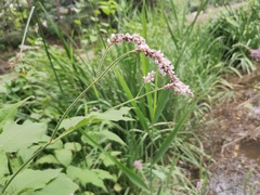 Persicaria orientalis