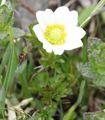 Anemonoides baldensis