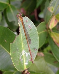Ceriagrion olivaceum