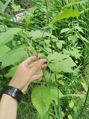 Persicaria orientalis