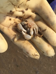 Hemigrapsus sanguineus
