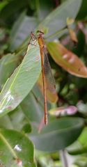 Ceriagrion olivaceum