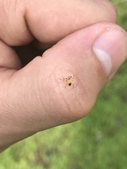 Araneus alboventris