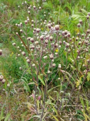 Erigeron acris