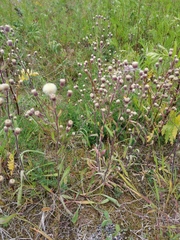 Erigeron acris