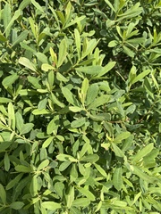 Myrica