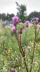 Cirsium arvense