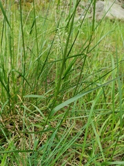 Poaceae