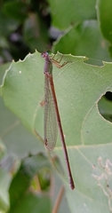 Ceriagrion olivaceum
