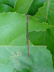 Ceriagrion olivaceum