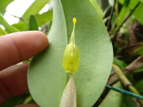 Restrepia flosculata