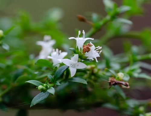Galianthe brasiliensis