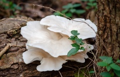 Pleurotus albidus