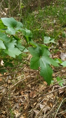 Sicyoeae