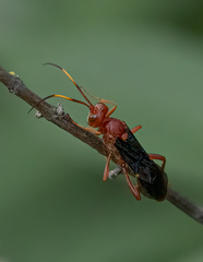Trogomorpha trogiformis