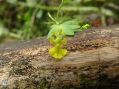 Erycina