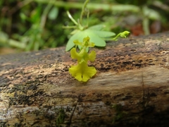 Erycina