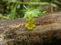 Erycina
