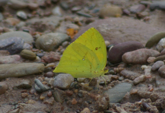 Phoebis neocypris