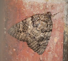 Catocala umbrosa