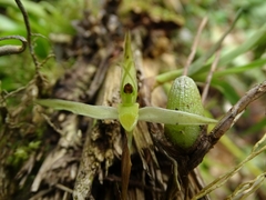 Maxillariinae
