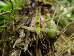Maxillariinae