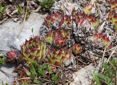Sempervivum tectorum