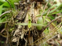 Maxillariinae