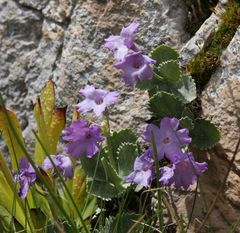 Primula marginata
