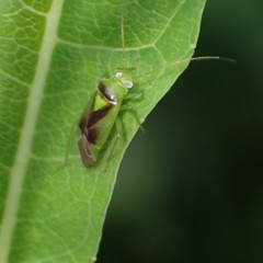 Neolygus viridis